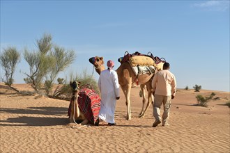Camel Trekking in the Sand Desert of Dubai