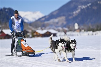 Musher with two Siberian huskies at the sled dog race in Lenk in 2022