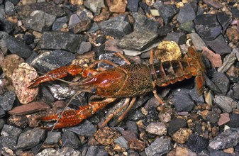 Southern Crayfish or Red Swamp Crayfish