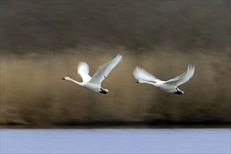 Two motion blurred tundra swans