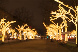 Fairy lights on trees