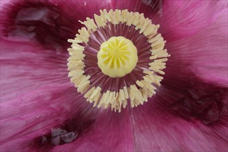 Pistil and stigma of the opium poppy