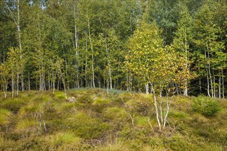 Birches and heather in the high moor near Les Ponts-de-Martel in the canton of Neuchatel