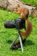 Squirrel holding nut in hands sitting on camera in green grass looking left