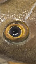 Close-up of an eye of a white grouper