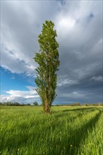 Natural green meadow dotted with trees in spring. Alsace