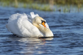 Swimming Mute Swan
