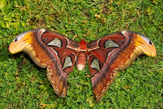 Atlas silkmoth moth with open wings sitting in green grass from behind