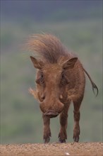 Savanna warthog