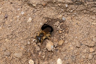 Yellow-banded sweat bee crawling on ground from nest hole looking diagonally left