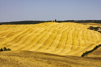 Harvested cornfield