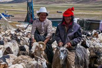 Tibetan shepards shaving sheeps along the road from Tsochen to Lhasa