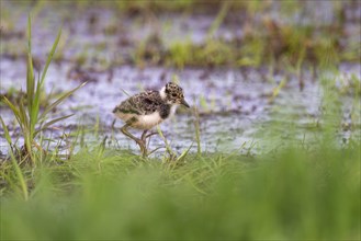 Young northern lapwing