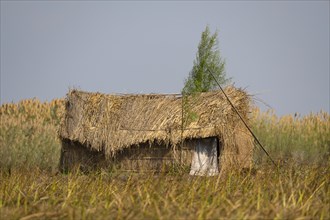 Fishing family's hut in the reeds