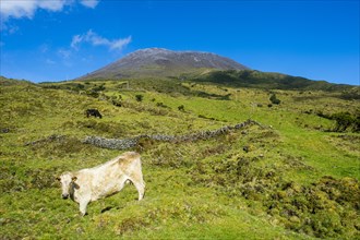 Cow grazing before Ponta do Pico highest mountain of Portugal