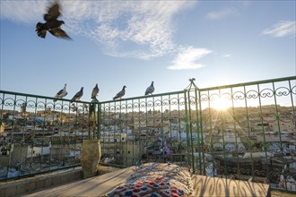 Pigeons resting on rooftop terrace in Medina during sunset
