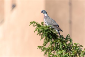 Common common wood pigeon