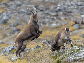 Alpine ibex