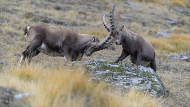 Alpine ibex