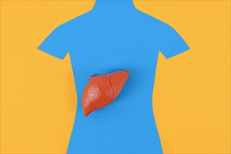 Liver organ model on blue person shaped silhouette