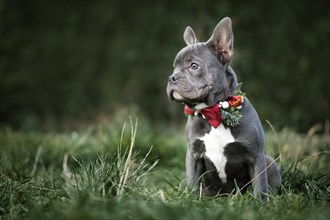 Beautiful young blue French Bulldog dog wearing seasonal Christmas collar with red bow tie on blurry green background