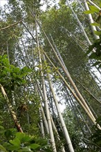 Bamboo trunks in the Arashiyama bamboo forest in Kyoto