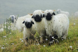 Valais black-nosed domestic sheep