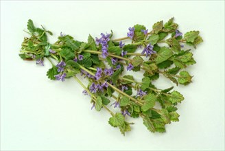 Medicinal plant Gundermann