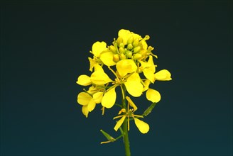 Medicinal plant White mustard