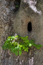 Natural cavity in trunk of horse-chestnut