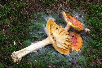 Red fly agaric