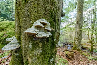 Large parasitic fungal infestation on the trunk of a beech tree in a mountain forest. Vosges