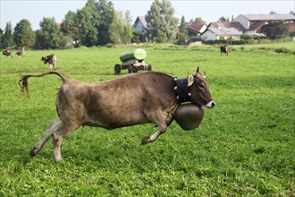Cow with heavy bell rushing across the meadow