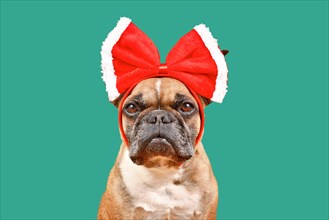 Fawn French Bulldog dog wearing big red Christmas ribbon on head on green background