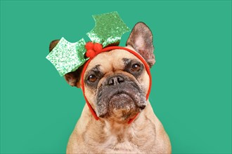 French Bulldog dog with Christmas mistletoe headband on green background
