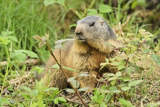 Alpine marmot
