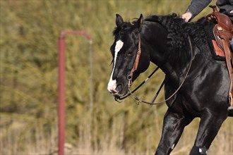 Head and neck of a black American Quarter Horse stallion with bridle and bit during training