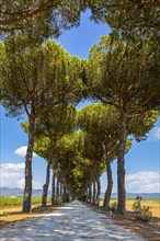 Avenue of pine trees