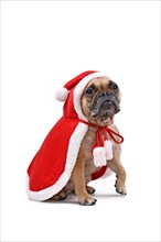 Fawn French Bulldog dog wearing a red Christmas Santa cape isolated on white background