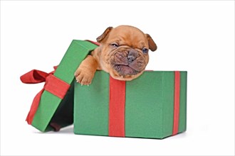 Funny red fawn French Bulldog puppy sitting in green Christmas gift box on white background
