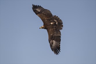 Steppe eagle