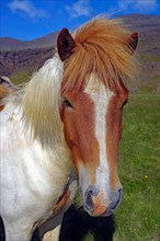 Icelandic horse with different coloured mane