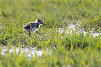 Young northern lapwing