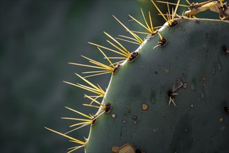 Detail of the cactus known as Nopal in Mexico