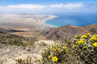 Beautiful Lanzarote landscape with Famara and yellow flowers in the foreground