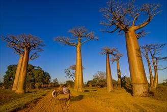 Ox cart at the Avenue de Baobabs near Morondavia
