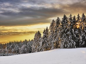 Snowy forest at sunrise