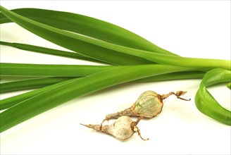 Medicinal plant genuine sea onion