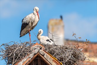White stork whith chicks on the nest in a village in spring at morning. Alsace