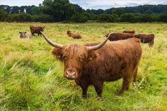 Ancient cattle breed in the Unesco world heritage site Hedeby
